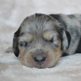 Dachshund Puppies from Dreamheart Dachshunds