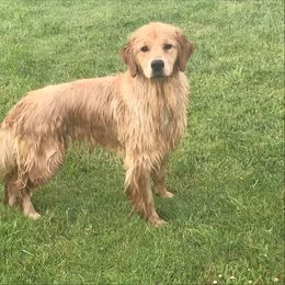 Golden Retriever All Grown Up from Trisha Ferris' Golden Retrievers