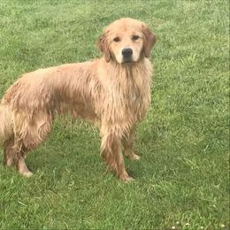 Golden Retriever All Grown Up from Trisha Ferris' Golden Retrievers
