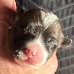 Girl 3 - female Pembroke Welsh Corgi puppy in Lima, New York from Hickory Springs Corgis