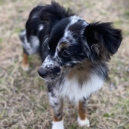 Miniature American Shepherds, Miniature Australian Shepherds, and Toy Australian Shepherds from Southern Promise Aussie’s