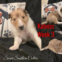 Katniss - Sable merle female Collie puppy in Kingsport, Tennessee from Sweet Southern Collies
