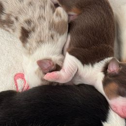 Boy 2 - Red tri-color Miniature American Shepherd puppy in Easley, South Carolina from Tanya Strickland