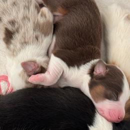 Boy 2 - Red tri-color Miniature American Shepherd puppy in Easley, South Carolina from Tanya Strickland