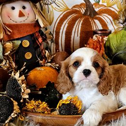 Cavalier King Charles Spaniel puppies from Puppyloversplace