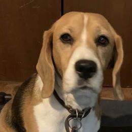 Beagles from Aspeotes Beagles