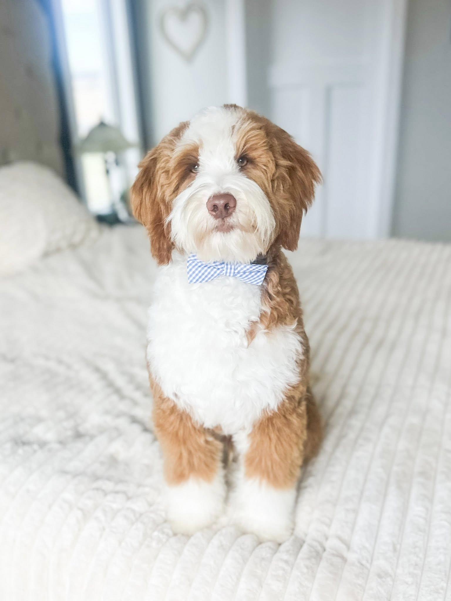 Teddy