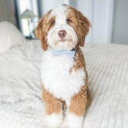 Teddy - Goldendoodle