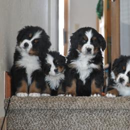 Bernese Mountain Dog, Golden Mountain Dog, and Golden Retriever Puppies from Grateful Bernese
