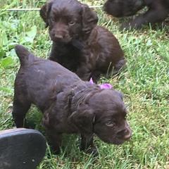 Boykin Spaniel and Nova Scotia Duck Tolling Retriever Puppies from Beekauz Kennel