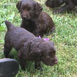 Boykin Spaniel and Nova Scotia Duck Tolling Retriever Puppies from Beekauz Kennel