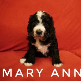 Bernedoodle Puppies from Daisy’s Doodles
