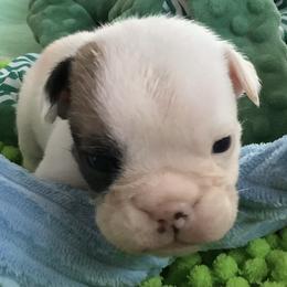 Girl 1 - White female Bulldog puppy in Tierra Verde, Florida from Destiny Kennel