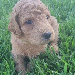 Rocky (Light Green Collar) - Apricot male Goldendoodle puppy in Lincoln, California from Lincoln Goldendoodles