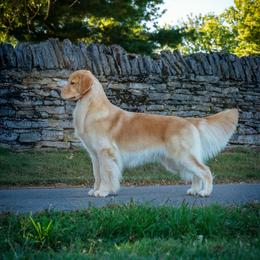 Starla - Golden Retriever