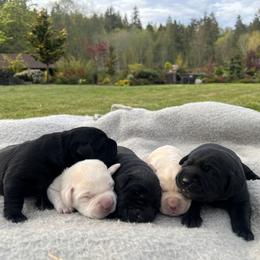 Labrador Retriever Puppies from Mayfield Farm
