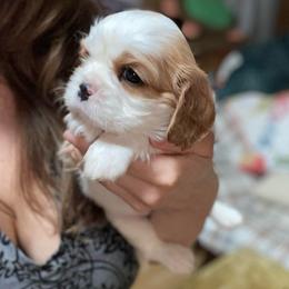 Jennifer - Blenheim female Cavalier King Charles Spaniel puppy in Phoenix, Arizona from Larisa's Cavaliers