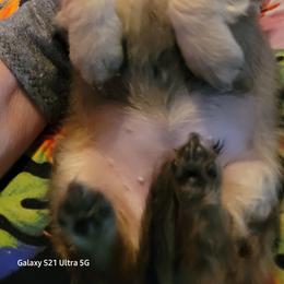 Dachshund Puppies from CLARK'S BREEDING PROGRAM