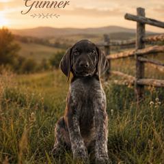 Gunner - Liver roan male German Shorthaired Pointer puppy in Banning, California from Lisa’s GSP’s