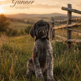 Gunner - Liver roan male German Shorthaired Pointer puppy in Banning, California from Lisa’s GSP’s