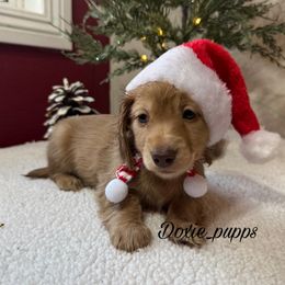 Boy 1 - Cream male Dachshund puppy in Perris, California from Doxie_pupps