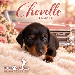 Chevelle - Black and tan female Dachshund puppy in Kemp, Texas from Koli Acres