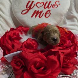Alex - Cream male Goldendoodle puppy in Georgetown, Tennessee from Georgetown Designer Puppies