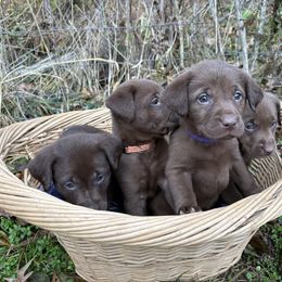 Chocolate Girl 5 - Chocolate female Labrador Retriever puppy in Freeport, Illinois from Rock Hollow Retrievers