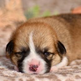 Zinnia - Red female Pembroke Welsh Corgi puppy in East Canton, Ohio from Victorian Farms