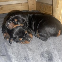 Doberman Pinscher Puppies from Hill Country Family Dobermans