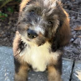 Chili - Sable male Bernedoodle puppy in Clermont, Florida from Shadow Bernedoodles & Dog Training