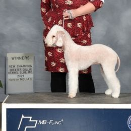 Alice - Bedlington Terrier