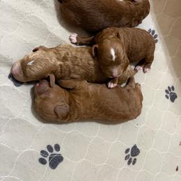 Female 1 - Red  female Poodle puppy in Henefer, Utah from Mountain Valley Poodles