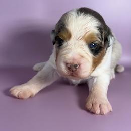 Ronaldo - Blue merle male Miniature American Shepherd puppy in New Boston, New Hampshire from Painted Pup Australian Shepherds