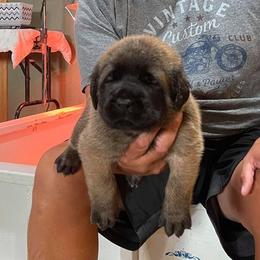 Mastiff Puppies from Lisa Armstrong