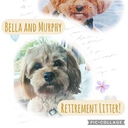 Cavapoo puppies from Scenic City Doodles