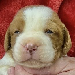Layla boy 1 - Orange and white male Brittany puppy in Floyd Knobs, Indiana from Cross Creek Brittanys