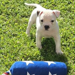 Jelly Roll - White male American Bulldog puppy in Three Rivers, Michigan from Jemms Kennels