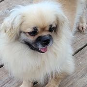 Cane Corso, French Bulldogs, Pugs, and Tibetan Spaniels from Coliseum de Cassiope