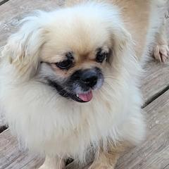 Cane Corso, French Bulldogs, Pugs, and Tibetan Spaniels from Coliseum de Cassiope