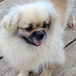 Cane Corso, French Bulldogs, Pugs, and Tibetan Spaniels from Coliseum de Cassiope