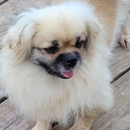 Cane Corso, French Bulldogs, Pugs, and Tibetan Spaniels from Coliseum de Cassiope