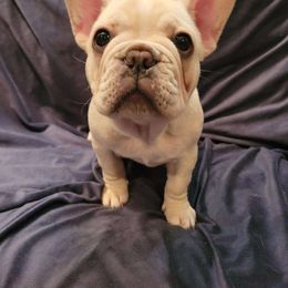 Girl 2 - Cream French Bulldog puppy in Plainwell, Michigan from Meeuwsens Puppy Palace