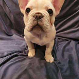 Girl 2 - Cream French Bulldog puppy in Plainwell, Michigan from Meeuwsens Puppy Palace