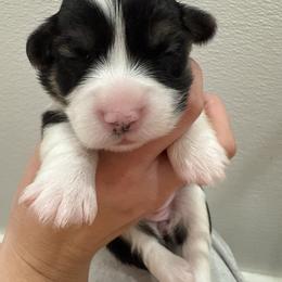 Brown - Black and tan female Pembroke Welsh Corgi puppy in Eltopia, Washington from PNW Pup Co.