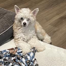Boy 4 - male Chinese Crested puppy in Springfield, Oregon from Rose’s Chinese Cresteds