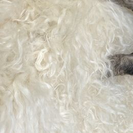 Bernedoodle Puppies from Oodles of Doodles