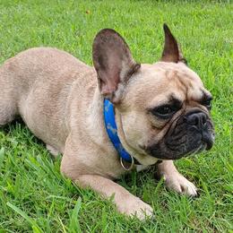 Pickles - French Bulldog