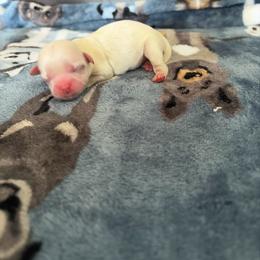 Sky - Cream and white female Shih Tzu puppy in Manahawkin, New Jersey from Lilly’s Seashore Shih Tzus