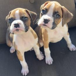 Boxer Puppies from Meraki Boxers